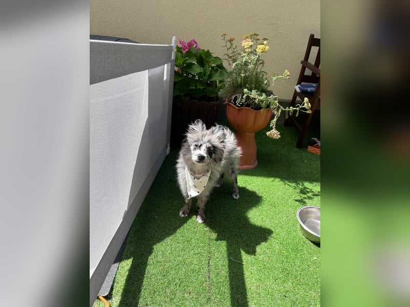 Lio – kleiner Spitz mit großem Herzen sucht ein liebevolles Zuhause