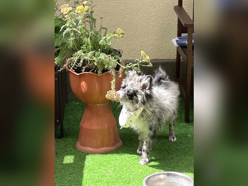 Lio – kleiner Spitz mit großem Herzen sucht ein liebevolles Zuhause