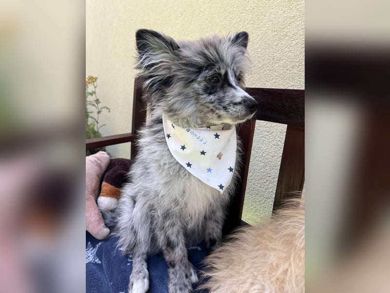 Lio – kleiner Spitz mit großem Herzen sucht ein liebevolles Zuhause