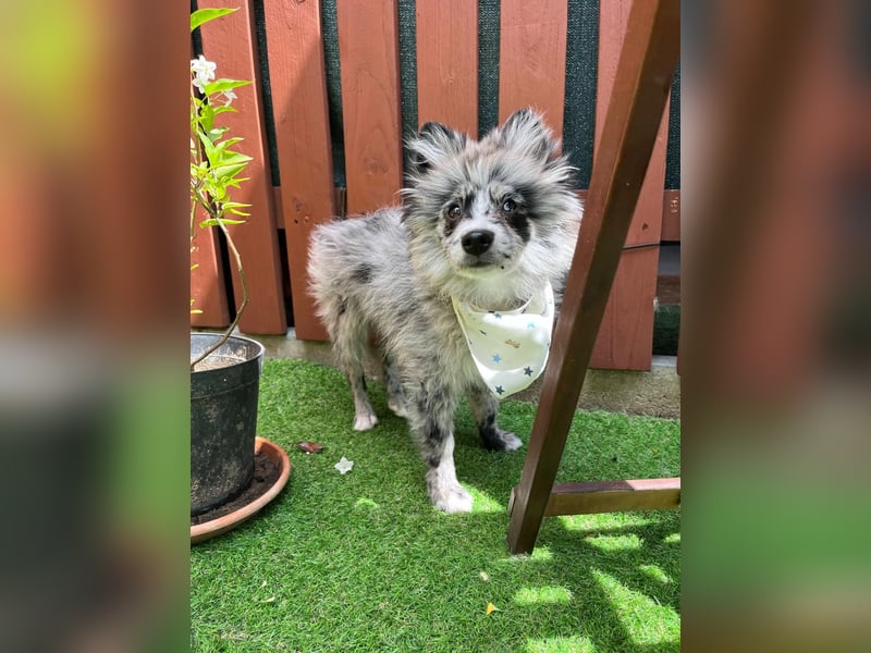 Lio – kleiner Spitz mit großem Herzen sucht ein liebevolles Zuhause