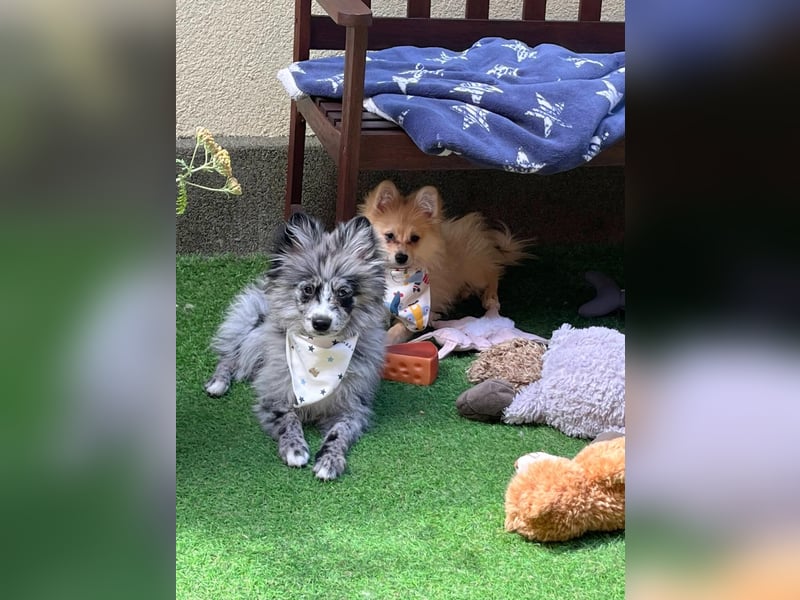Lio – kleiner Spitz mit großem Herzen sucht ein liebevolles Zuhause