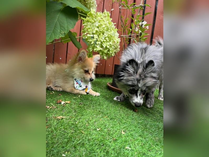 Lio – kleiner Spitz mit großem Herzen sucht ein liebevolles Zuhause