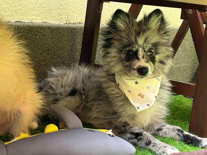 Lio – kleiner Spitz mit großem Herzen sucht ein liebevolles Zuhause