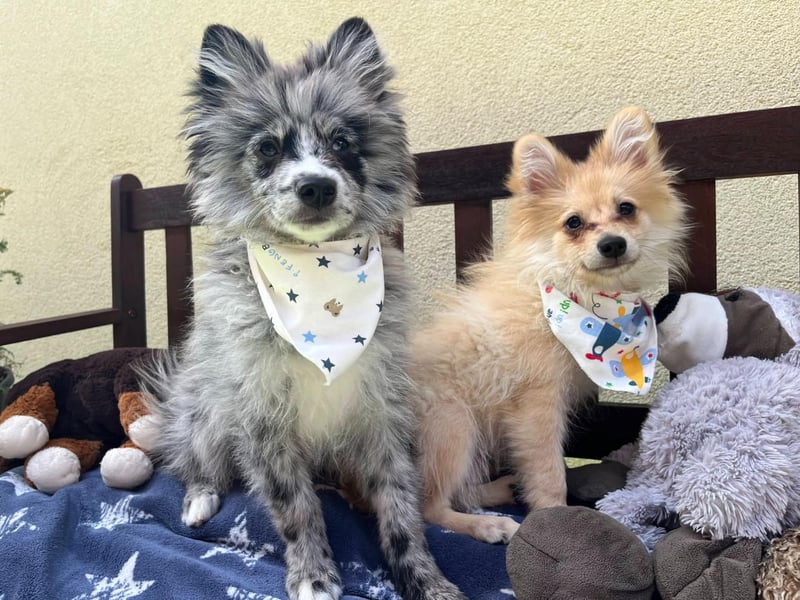 Lio – kleiner Spitz mit großem Herzen sucht ein liebevolles Zuhause