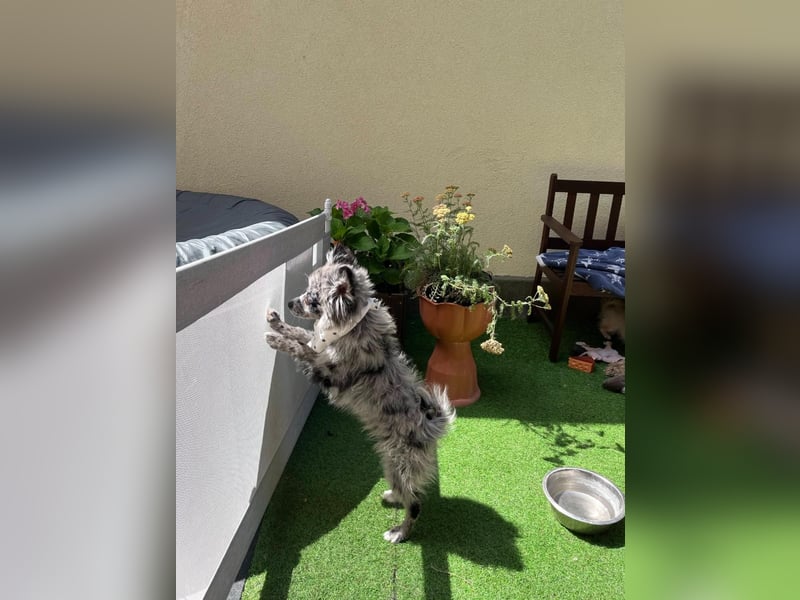 Lio – kleiner Spitz mit großem Herzen sucht ein liebevolles Zuhause