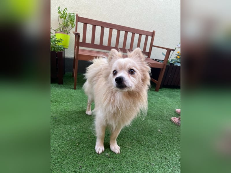 Maddox-SR, Kuschelmaus sucht Körbchen!