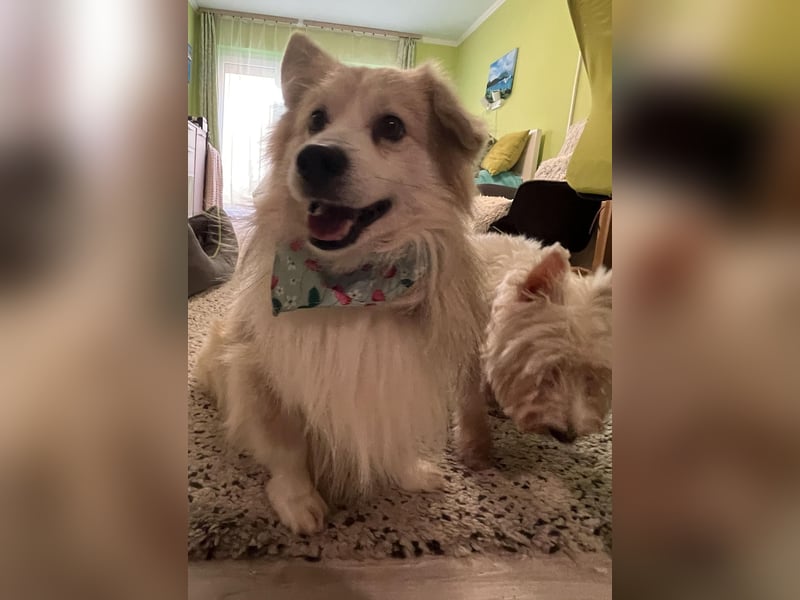 Joey SR - kleiner Kämpfer sucht sein Für-immer-Zuhause
