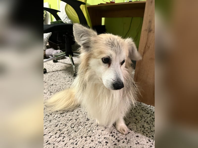 Joey SR - kleiner Kämpfer sucht sein Für-immer-Zuhause