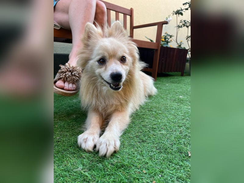 Maddox-SR, Kuschelmaus sucht Körbchen!
