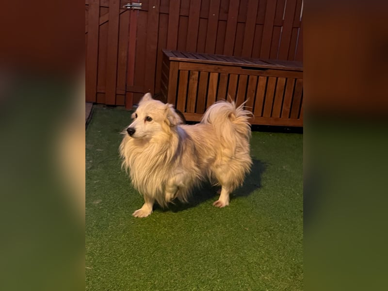 Joey SR - kleiner Kämpfer sucht sein Für-immer-Zuhause