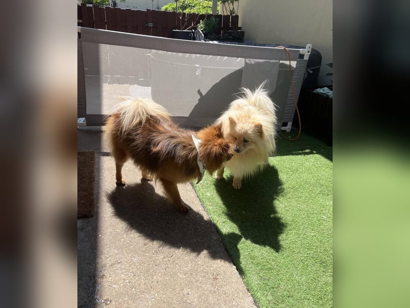 Barney2 SR – kleiner Charmeur sucht beständiges Zuhause