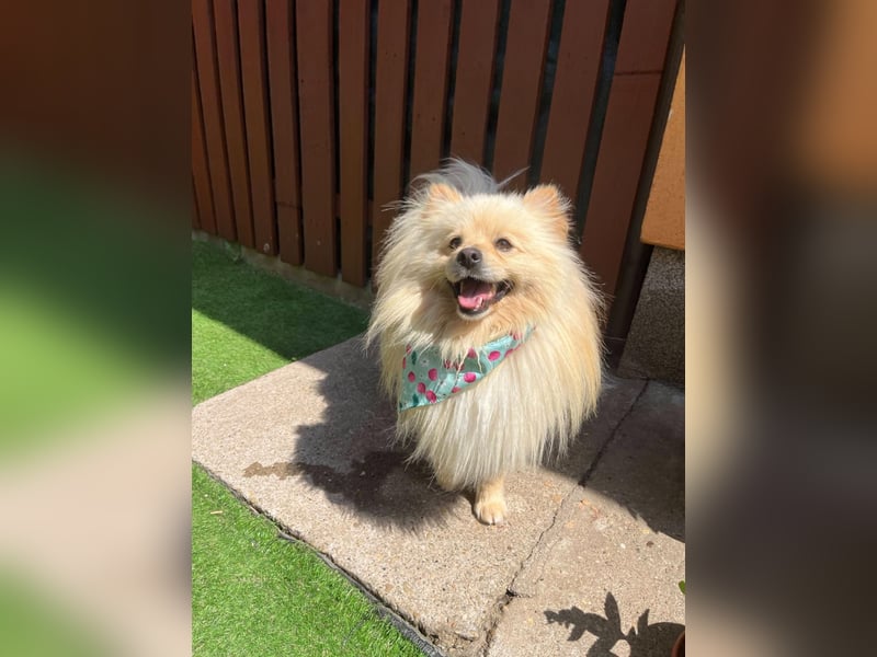 Barney2 SR – kleiner Charmeur sucht beständiges Zuhause