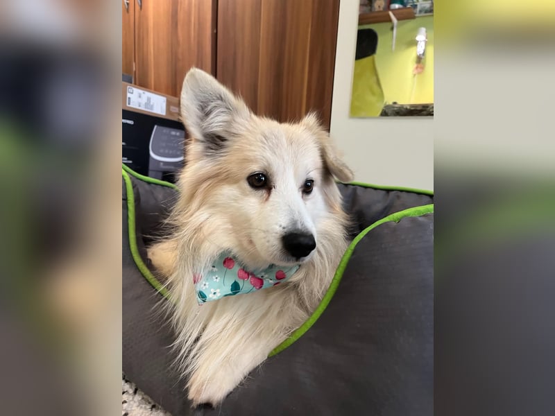 Joey SR - kleiner Kämpfer sucht sein Für-immer-Zuhause