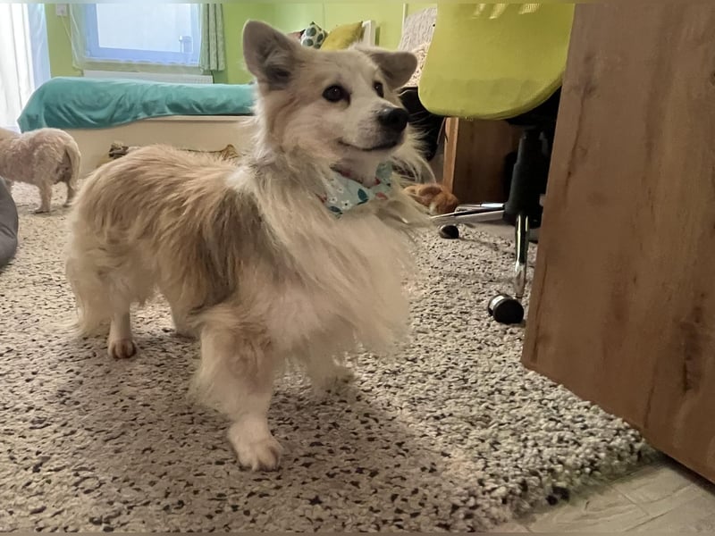 Joey SR - kleiner Kämpfer sucht sein Für-immer-Zuhause