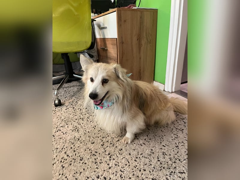 Joey SR - kleiner Kämpfer sucht sein Für-immer-Zuhause