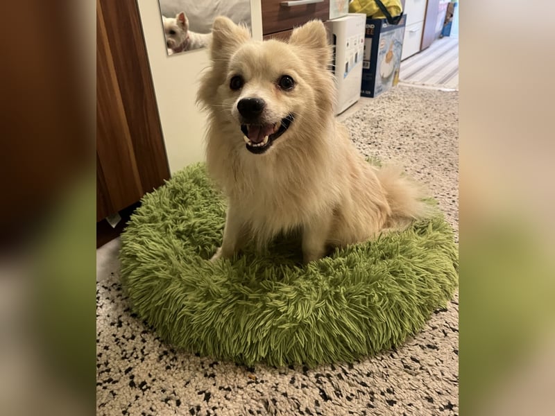 Maddox-SR, Kuschelmaus sucht Körbchen!