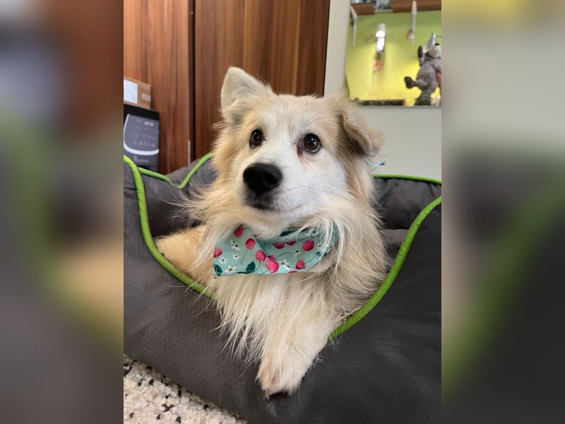 Joey SR - kleiner Kämpfer sucht sein Für-immer-Zuhause