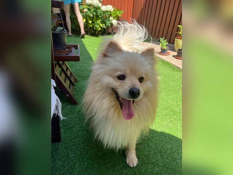 Barney2 SR – kleiner Charmeur sucht beständiges Zuhause