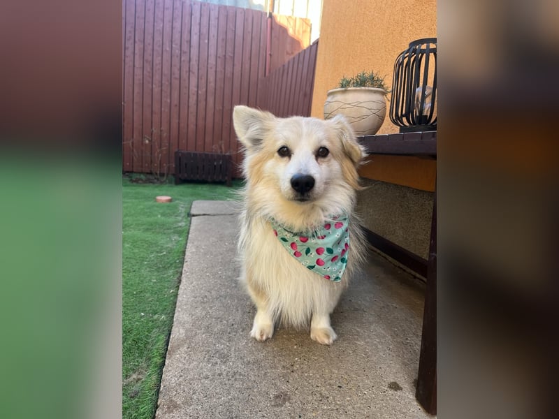 Joey SR - kleiner Kämpfer sucht sein Für-immer-Zuhause
