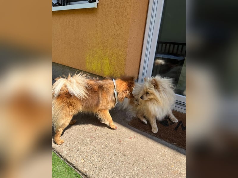 Barney2 SR – kleiner Charmeur sucht beständiges Zuhause
