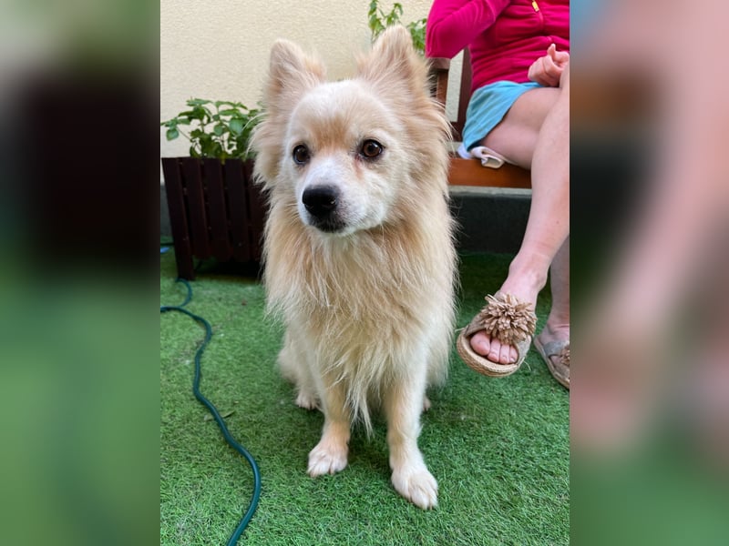 Maddox-SR, Kuschelmaus sucht Körbchen!