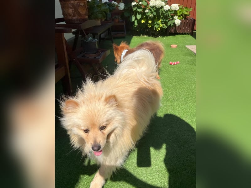Barney2 SR – kleiner Charmeur sucht beständiges Zuhause