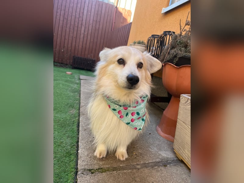 Joey SR - kleiner Kämpfer sucht sein Für-immer-Zuhause