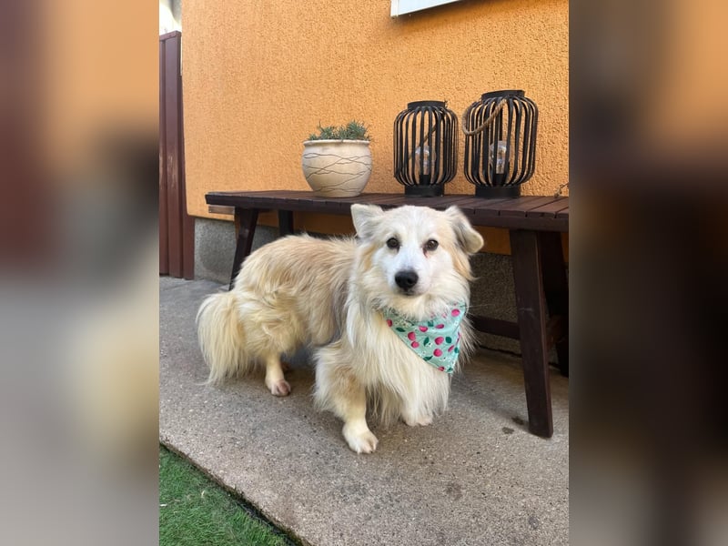 Joey SR - kleiner Kämpfer sucht sein Für-immer-Zuhause
