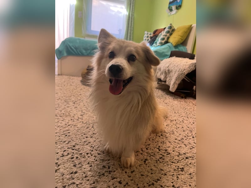 Joey SR - kleiner Kämpfer sucht sein Für-immer-Zuhause