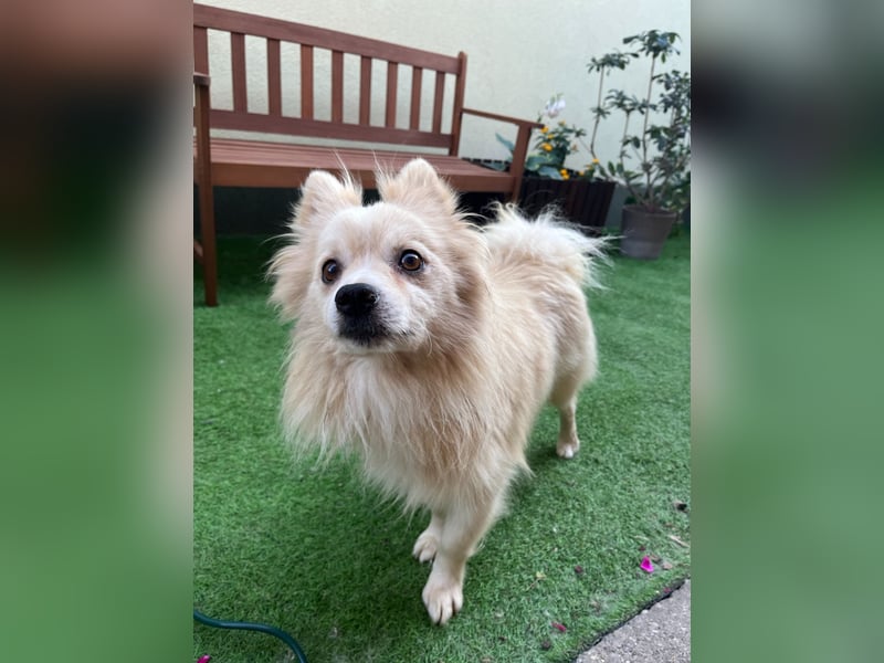 Maddox-SR, Kuschelmaus sucht Körbchen!