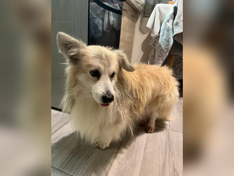 Joey SR - kleiner Kämpfer sucht sein Für-immer-Zuhause
