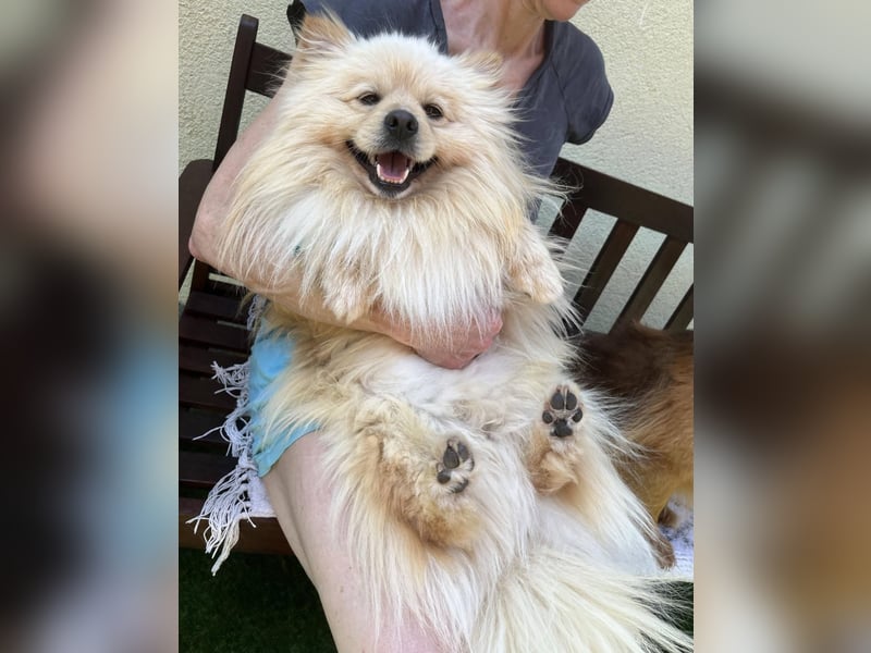 Barney2 SR – kleiner Charmeur sucht beständiges Zuhause