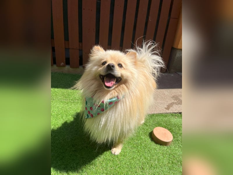 Barney2 SR – kleiner Charmeur sucht beständiges Zuhause