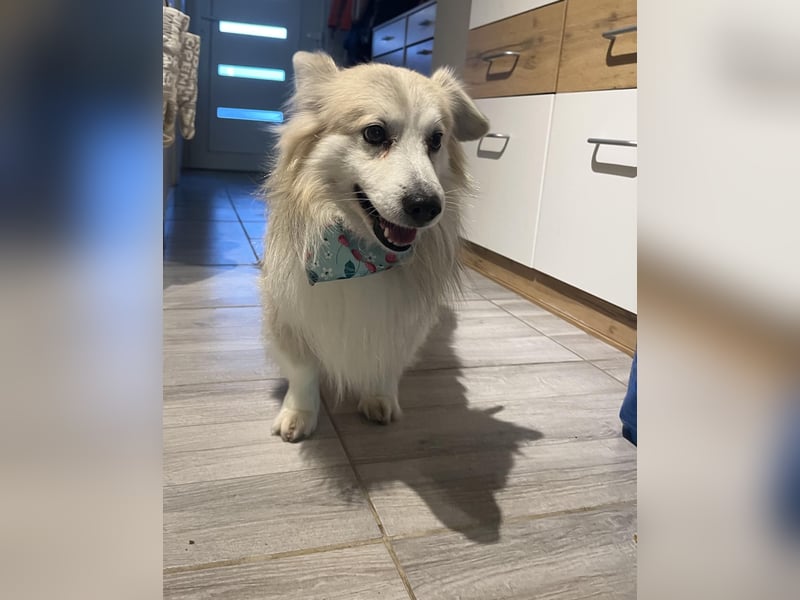 Joey SR - kleiner Kämpfer sucht sein Für-immer-Zuhause