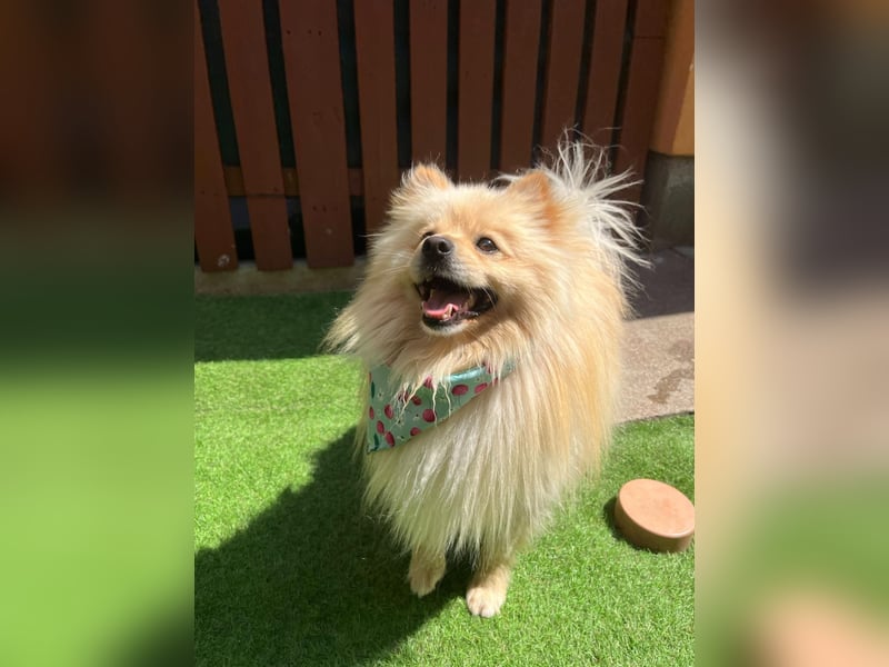 Barney2 SR – kleiner Charmeur sucht beständiges Zuhause