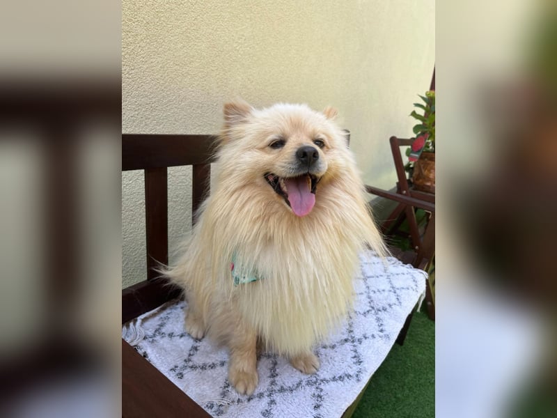 Barney2 SR – kleiner Charmeur sucht beständiges Zuhause