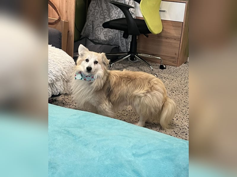 Joey SR - kleiner Kämpfer sucht sein Für-immer-Zuhause