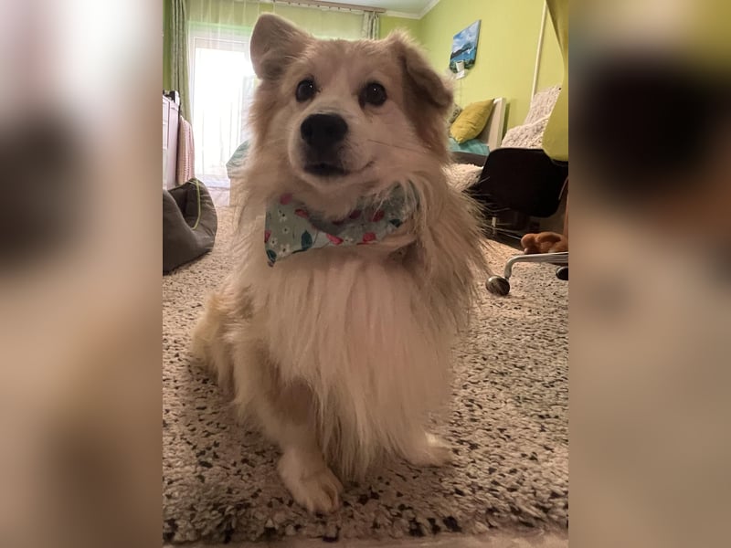 Joey SR - kleiner Kämpfer sucht sein Für-immer-Zuhause
