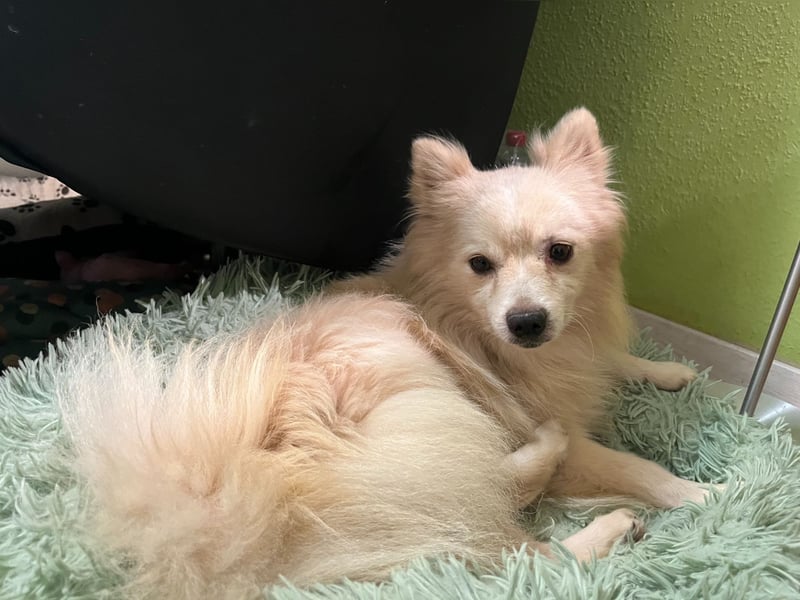 Maddox-SR, Kuschelmaus sucht Körbchen!