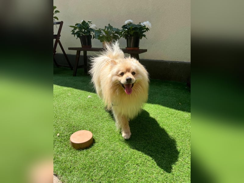Barney2 SR – kleiner Charmeur sucht beständiges Zuhause