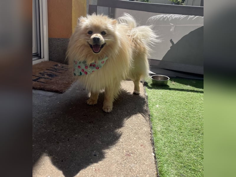 Barney2 SR – kleiner Charmeur sucht beständiges Zuhause