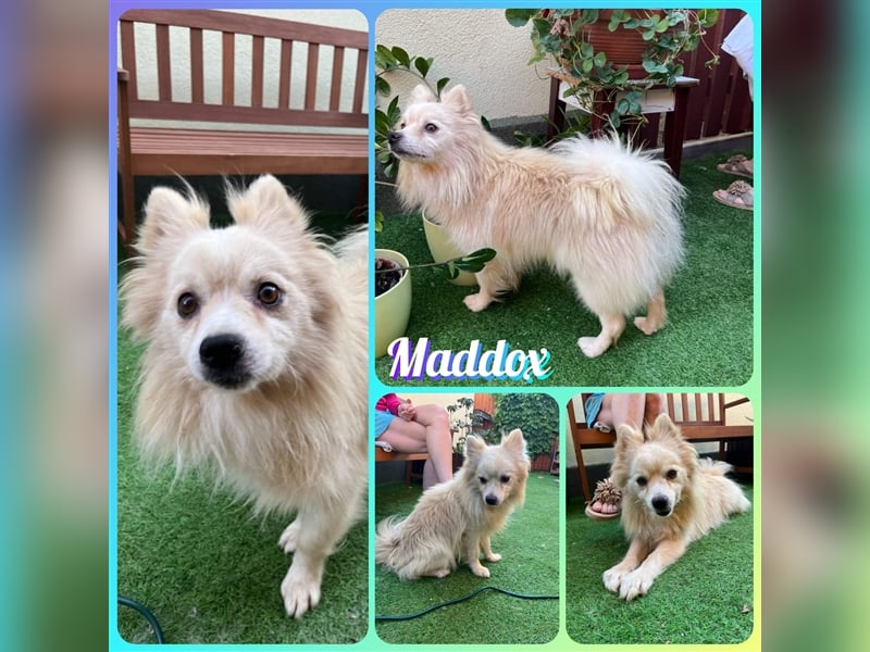 Maddox, lieber und vorsichtiger Mittelspitz, geb. 05/2020