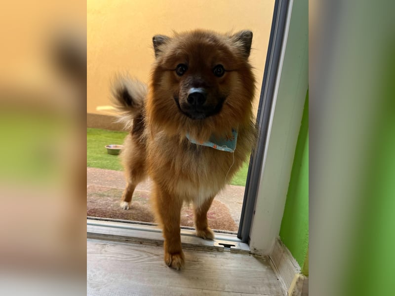 Poldi SR - Sanfter Kuschelfreund sucht ruhiges Zuhause
