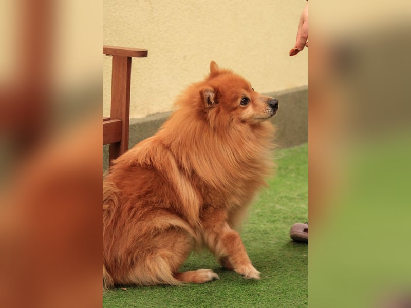 Balu SR – Schatz sucht Ruhe