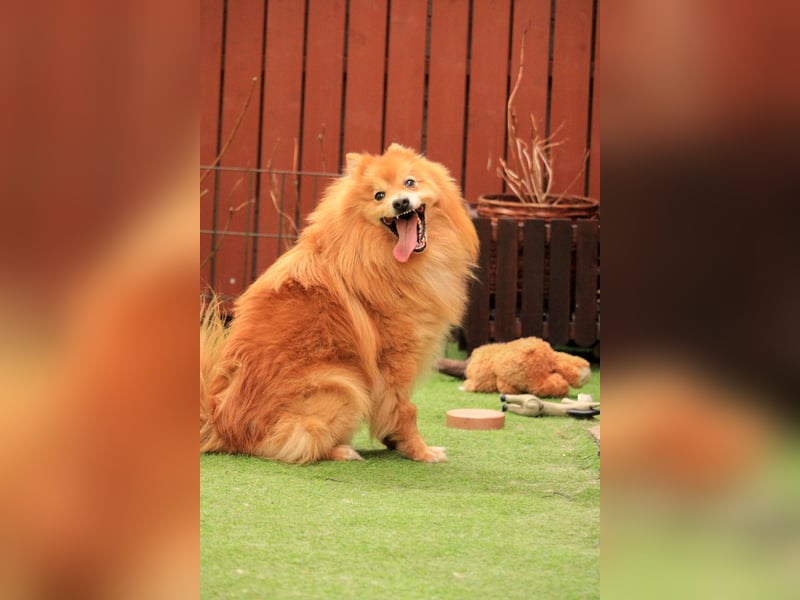 Balu SR – Schatz sucht Ruhe