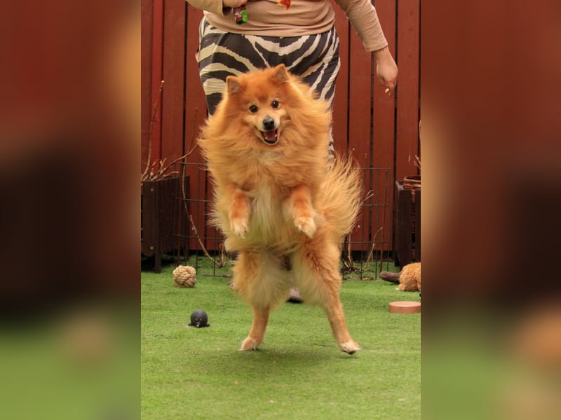 Balu SR – Schatz sucht Ruhe