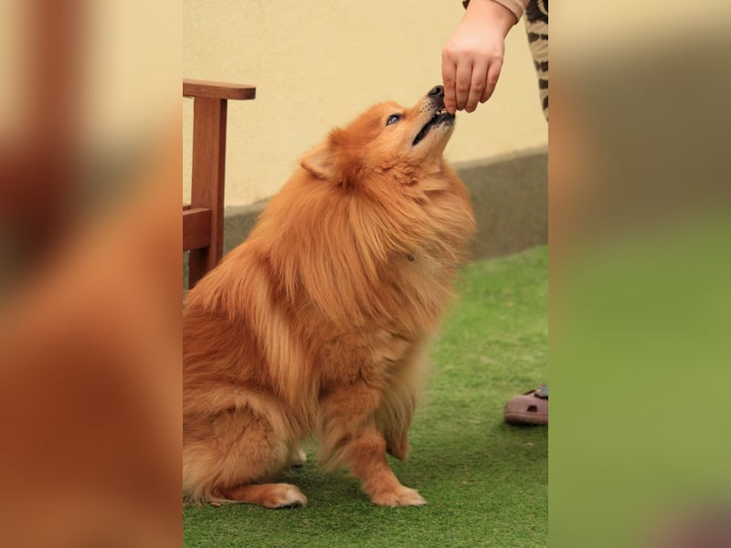 Balu SR – Schatz sucht Ruhe