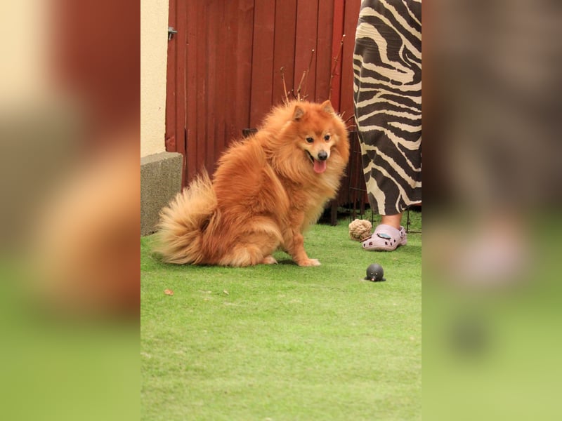 Balu SR – Schatz sucht Ruhe