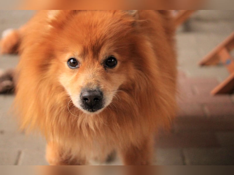 Balu SR – Schatz sucht Ruhe