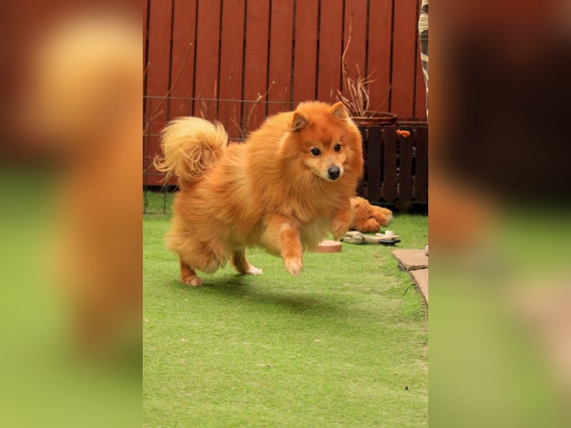 Balu SR – Schatz sucht Ruhe